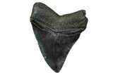 Fossil Megalodon Tooth - South Carolina #340203-1